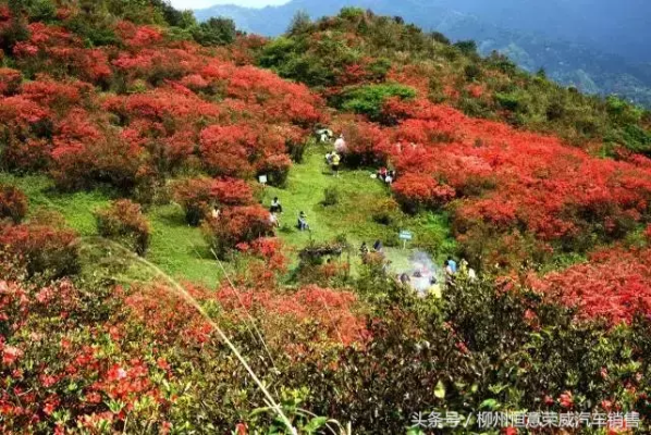 广西柳州百种杜鹃花开