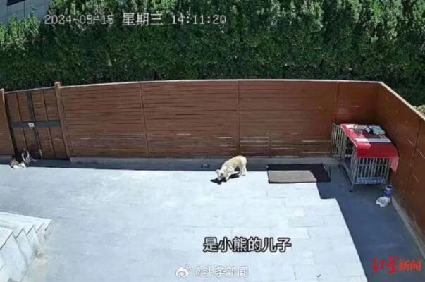 河北男子宠物犬被毒死