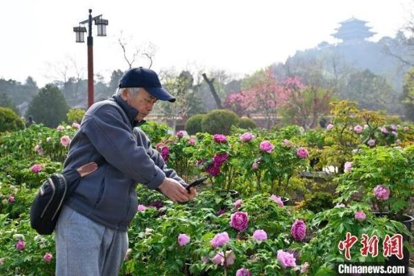 景山公园牡丹文化节开幕