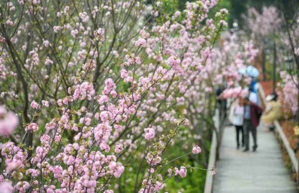 樱花盛开春意浓