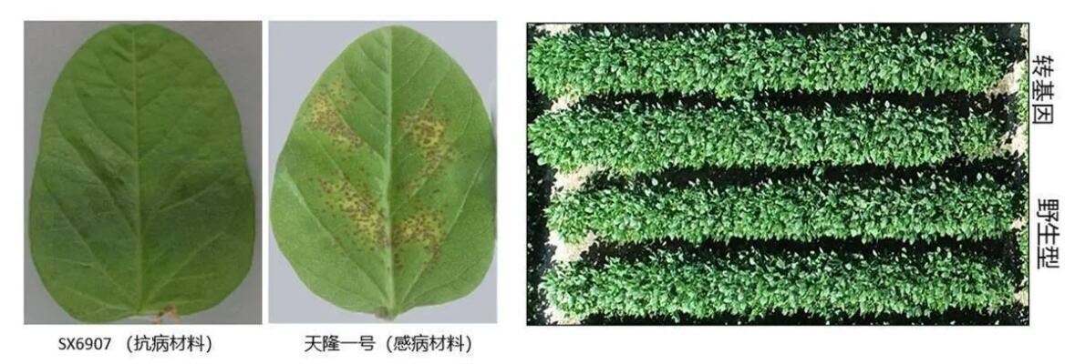 我科学家克隆出抗大豆锈病基因