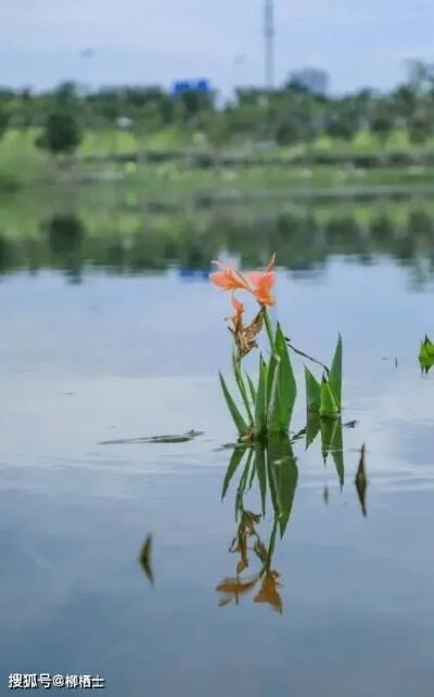 来花市看繁花