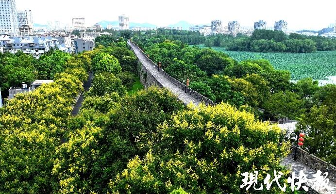 南京街头消息树花开满枝迎花季